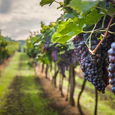 Webdesign Weingut und Landwirtschaft
